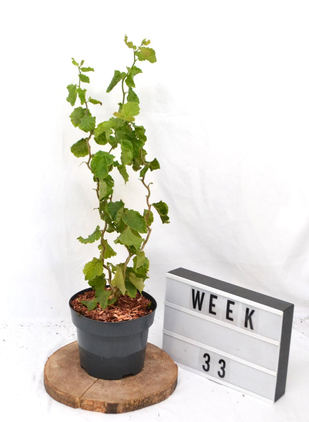 Corylus a. 'Twister' - C3 20-40 CM